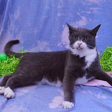 Eleanor, a Adopted Domestic Short Hair in Bear, DE image 1/4