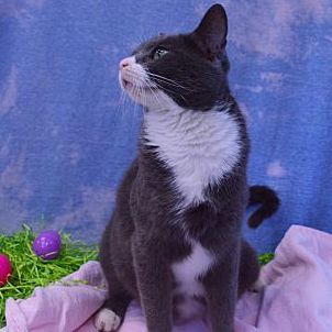 Eleanor, a Adopted Domestic Short Hair in Bear, DE image 2/4