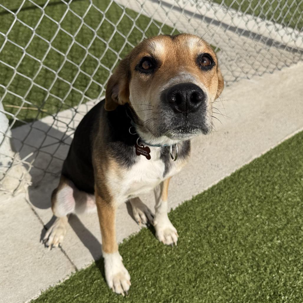 Enlarge Reba, a Adoptable Beagle in Cody, WY image 1/1