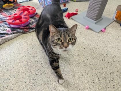 Enlarge Moxie, an adopted Domestic Short Hair in Whitby, ON image 1/3