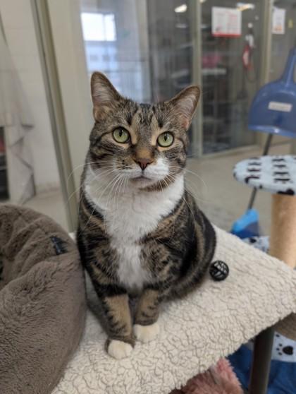 Enlarge Moxie, an adopted Domestic Short Hair in Whitby, ON image 2/3