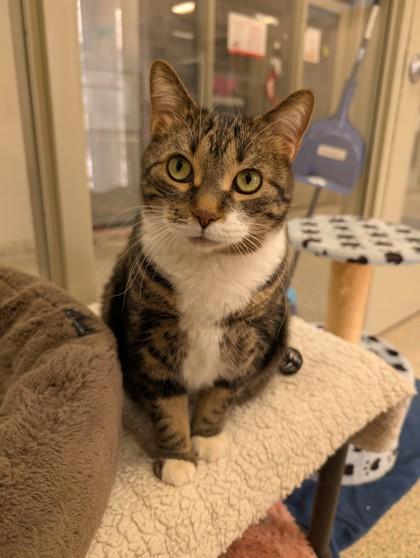 Enlarge Moxie, an adopted Domestic Short Hair in Whitby, ON image 3/3