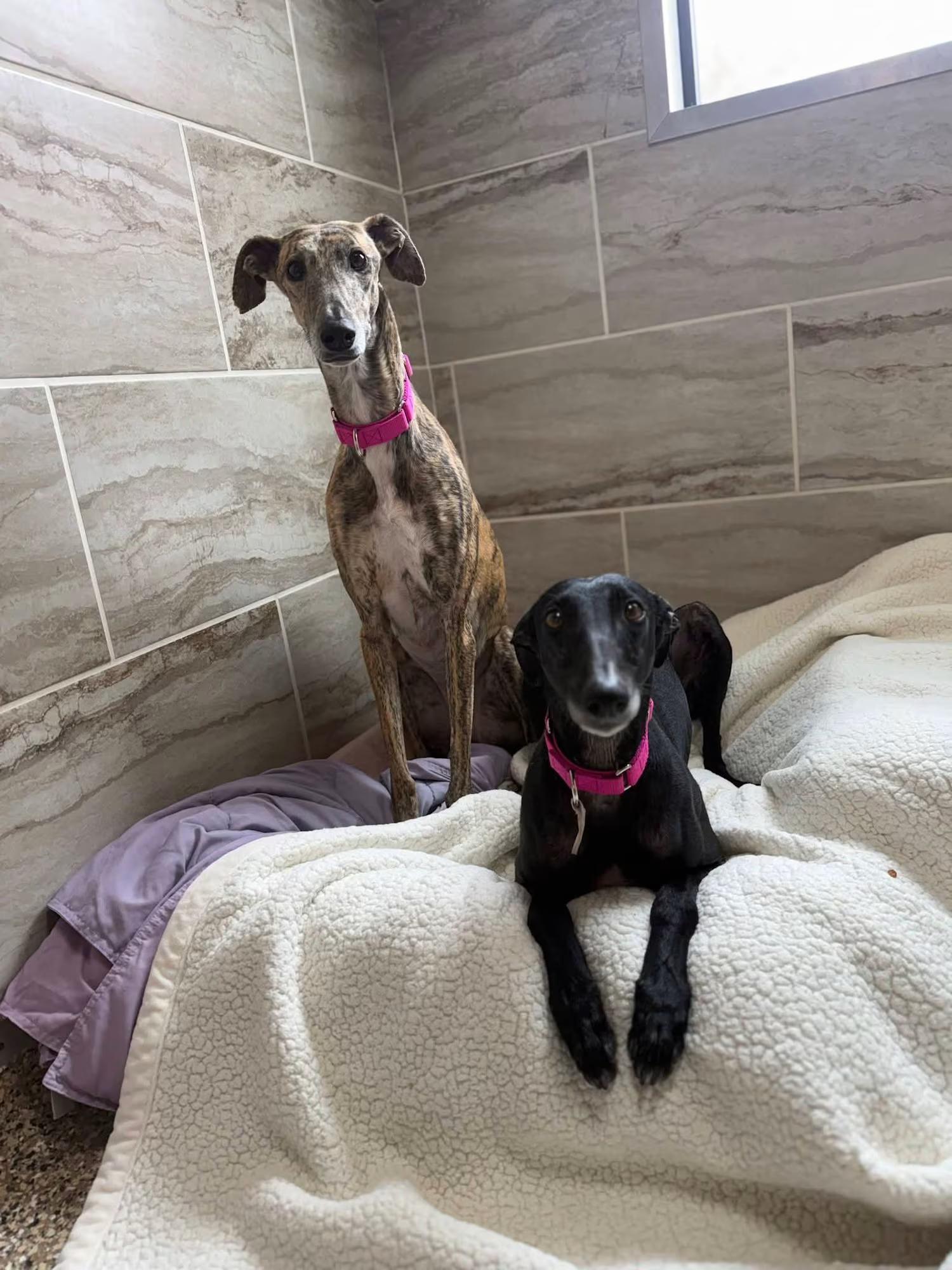 Enlarge Rocio, an adopted Galgo Spanish Greyhound in Sterling Heights, MI image 2/4