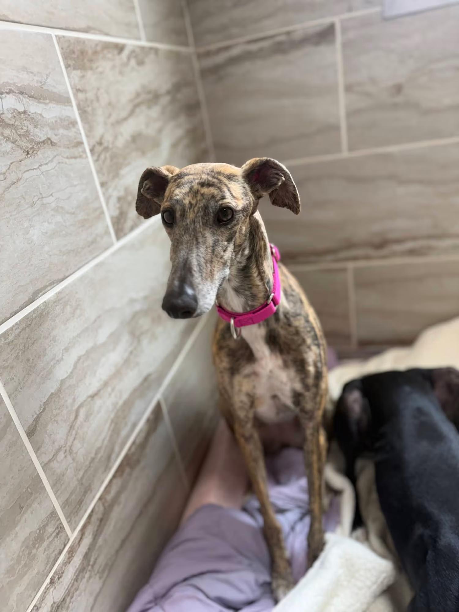 Enlarge Rocio, an adopted Galgo Spanish Greyhound in Sterling Heights, MI image 4/4