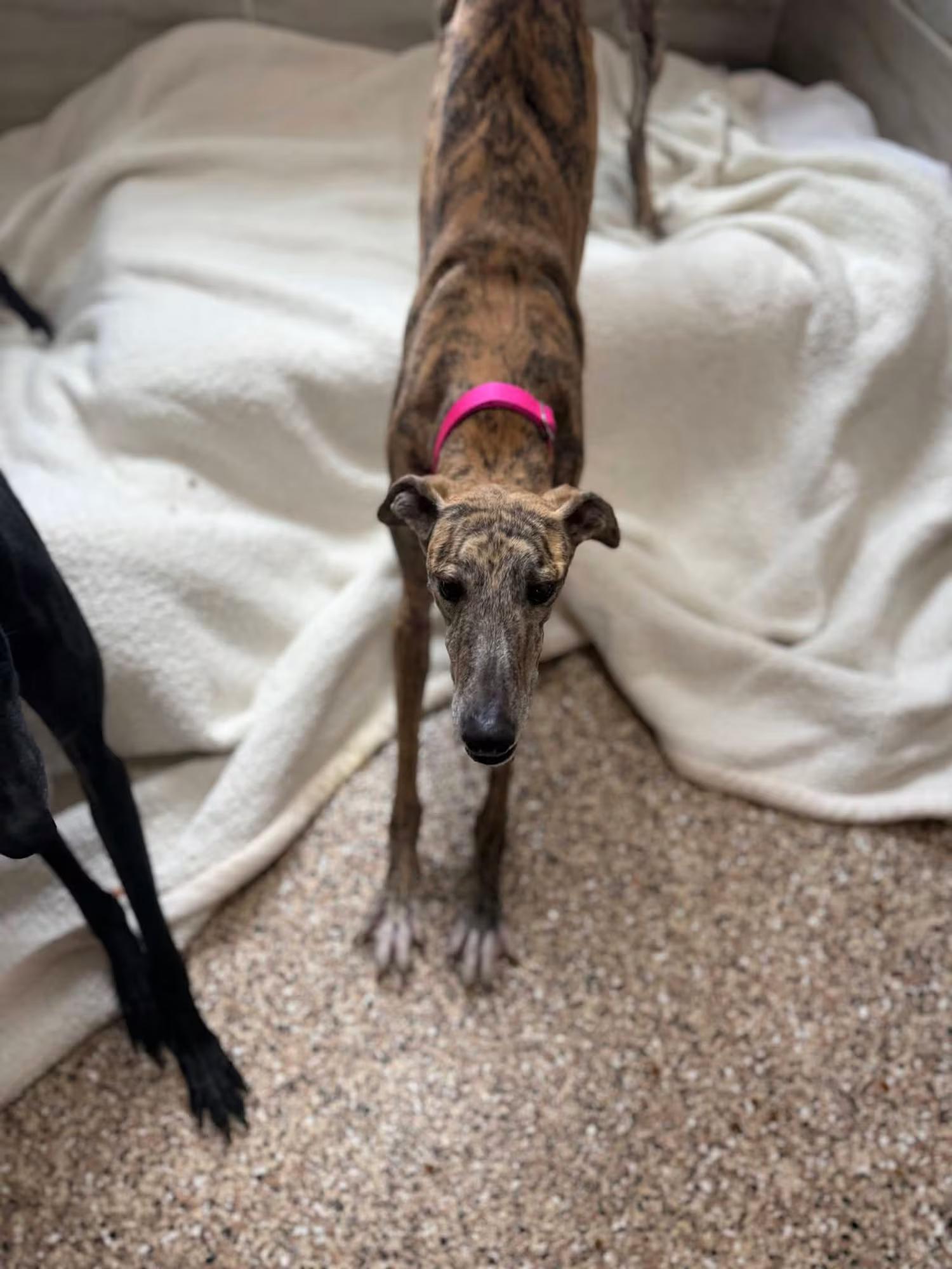 Enlarge Rocio, an adopted Galgo Spanish Greyhound in Sterling Heights, MI image 3/4
