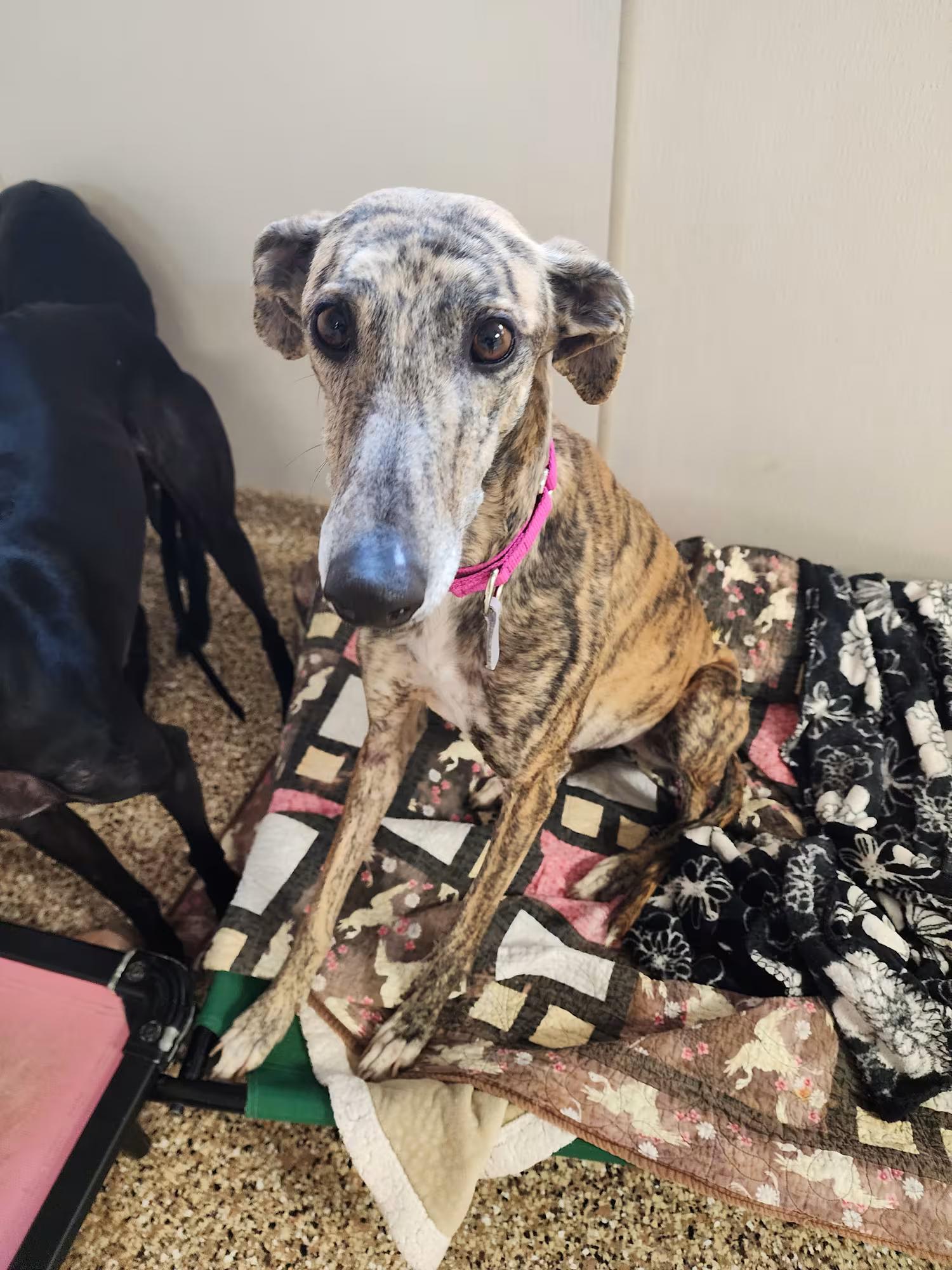 Enlarge Rocio, an adopted Galgo Spanish Greyhound in Sterling Heights, MI image 1/4