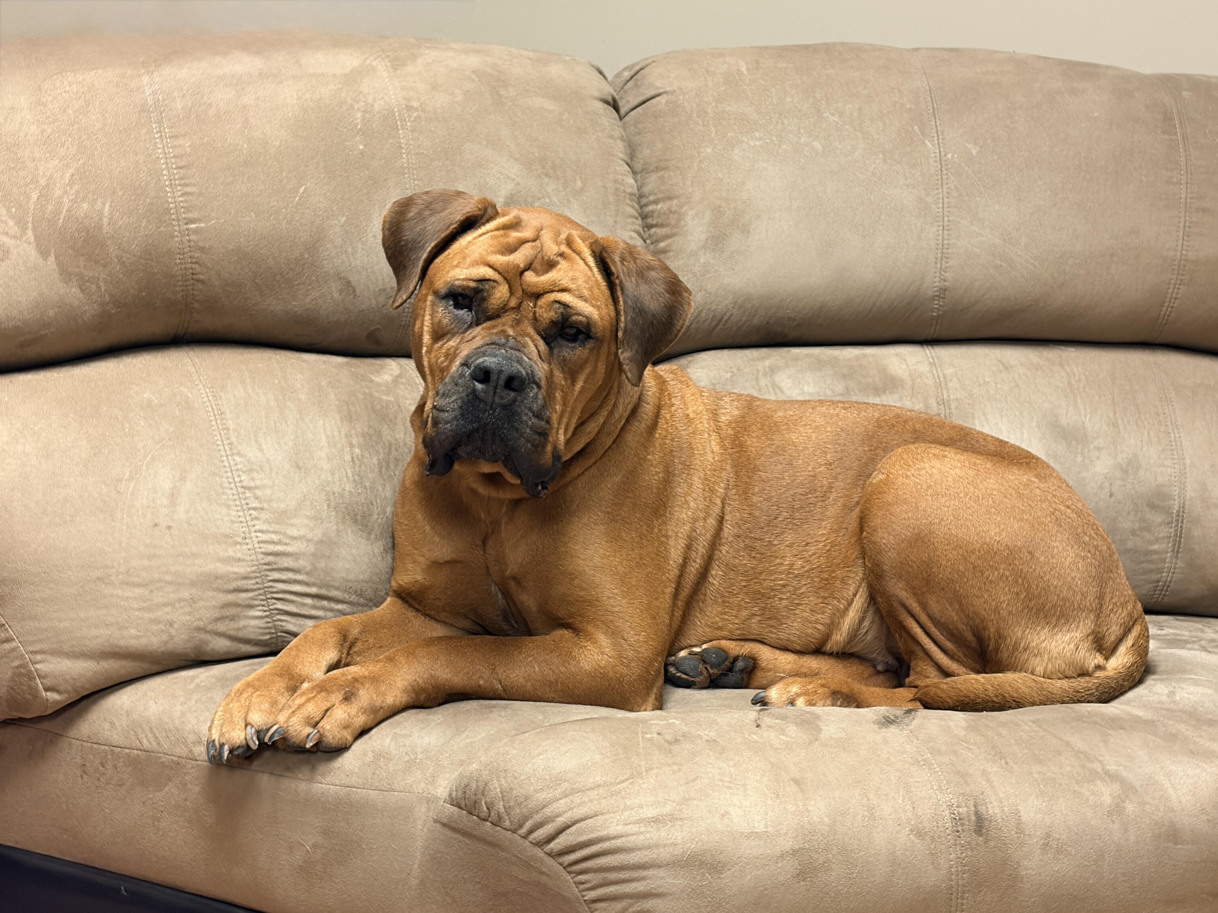 Enlarge Minako (aka Minnie), a ADOPTABLE Bullmastiff in Pottersville, NJ image 1/3