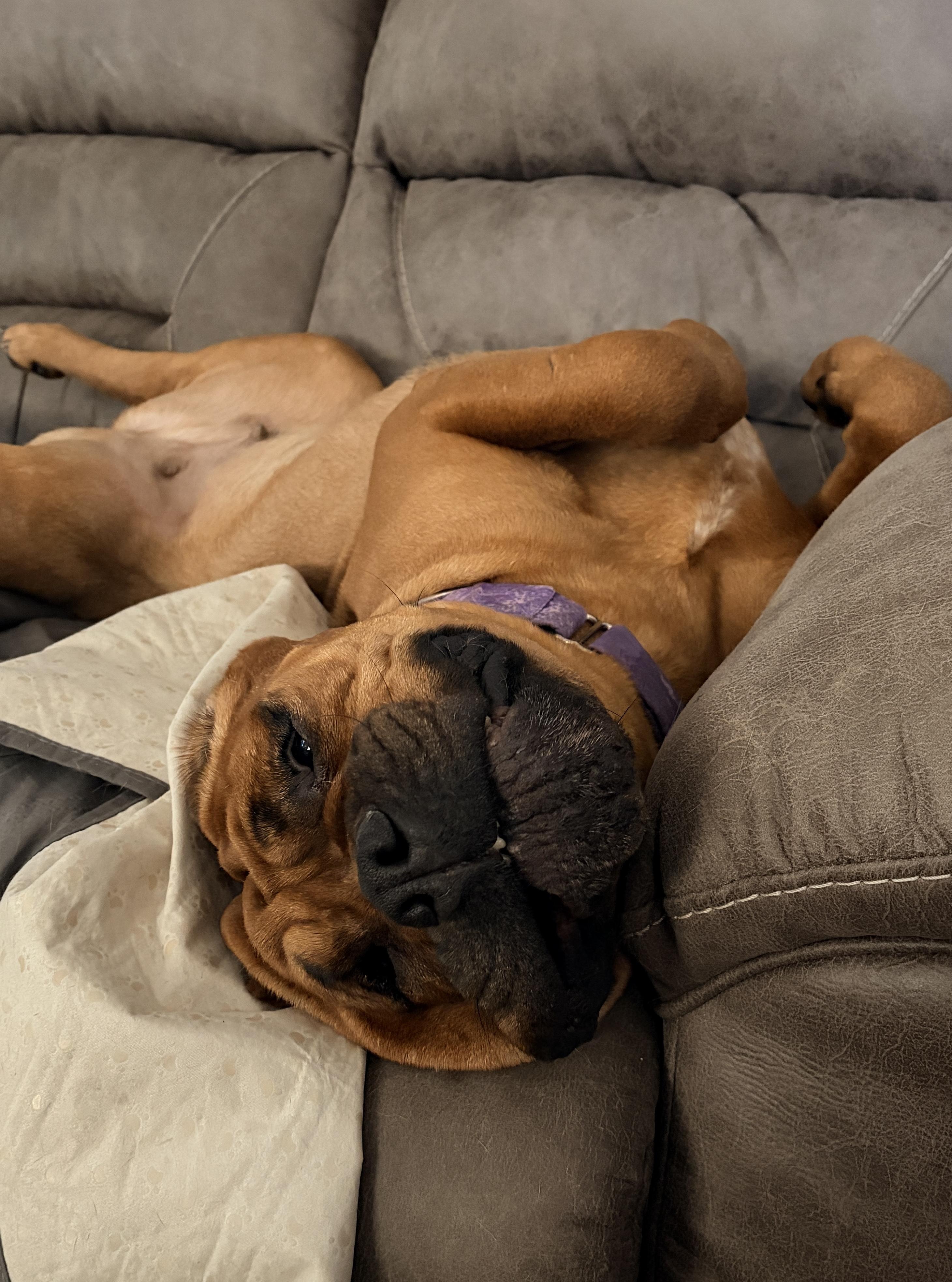 Enlarge Minako (aka Minnie), a ADOPTABLE Bullmastiff in Pottersville, NJ image 2/3