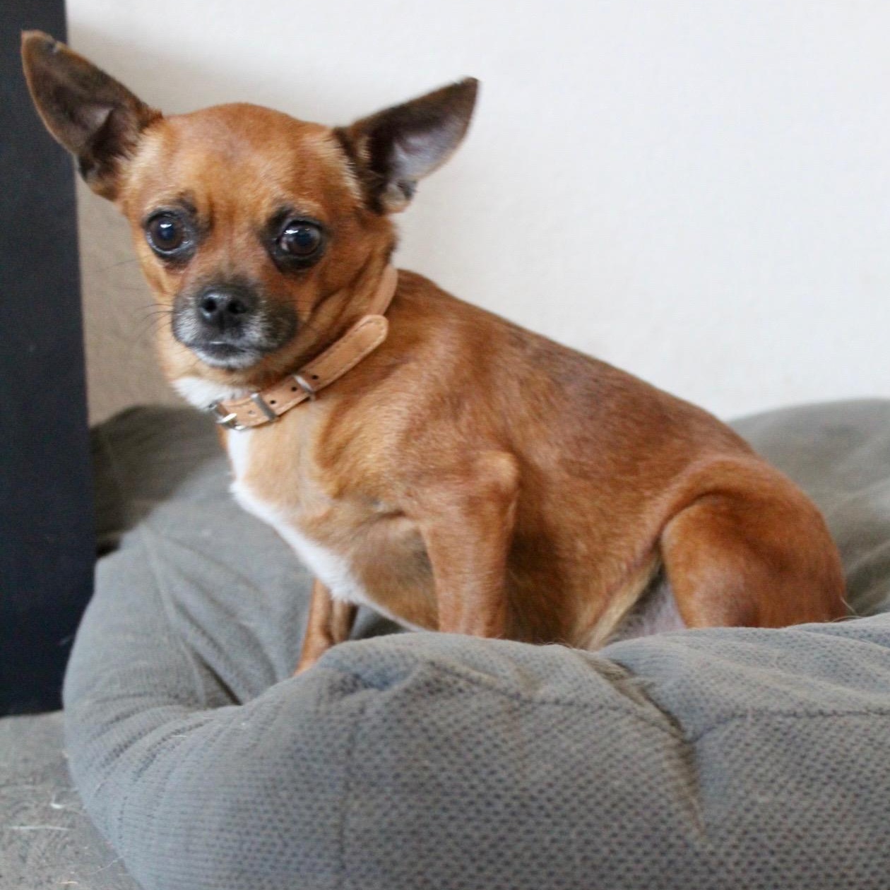 Mr. Sweet Brownie, Adoptable, Young Male Chihuahua.
