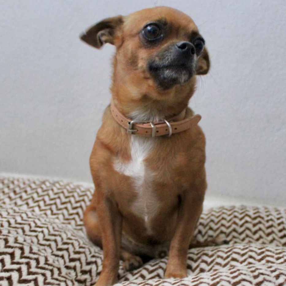 Enlarge Mr. Sweet Brownie, a Adoptable mixed breed in Vancouver, BC image 5/5