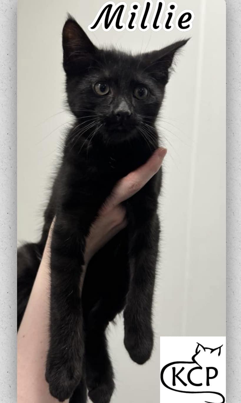 Millie, an adoptable Domestic Short Hair in Courtenay, BC, V9N 7P1 | Photo Image 1
