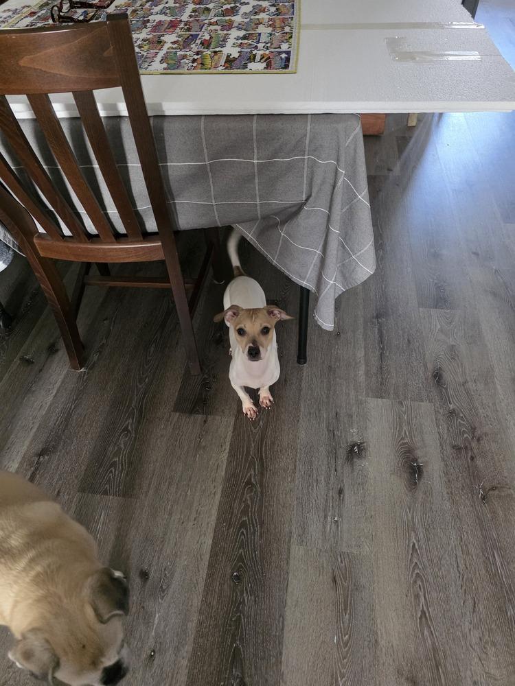 Pixie, Adoptable, Adult Female Jack Russell Terrier.