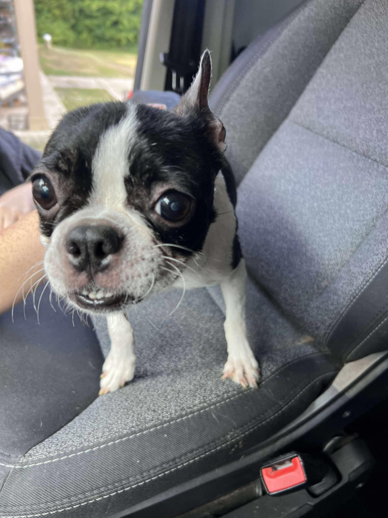 Honey (Lauren-Fostered in TN)