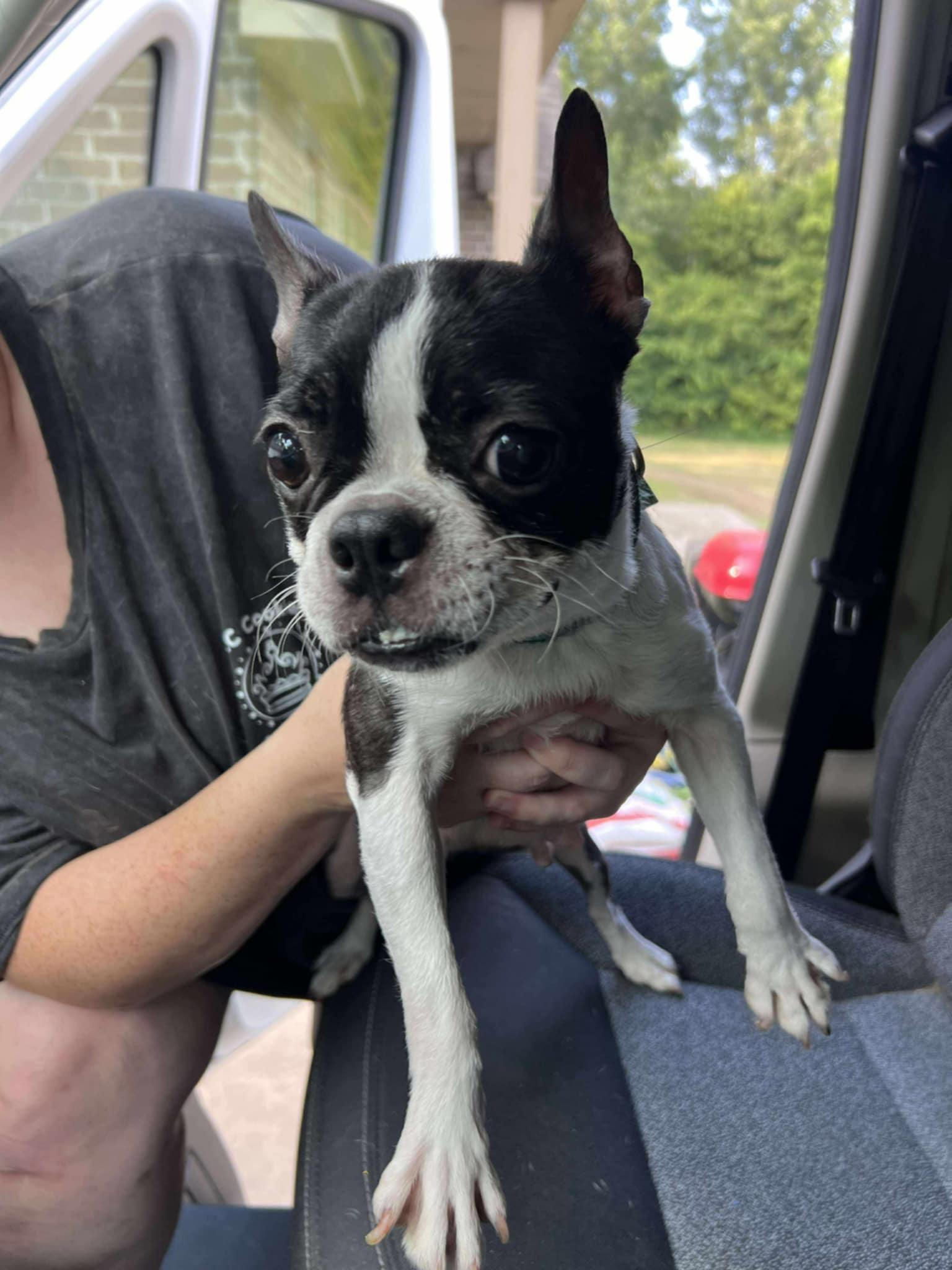 Honey (Lauren-Fostered in TN)