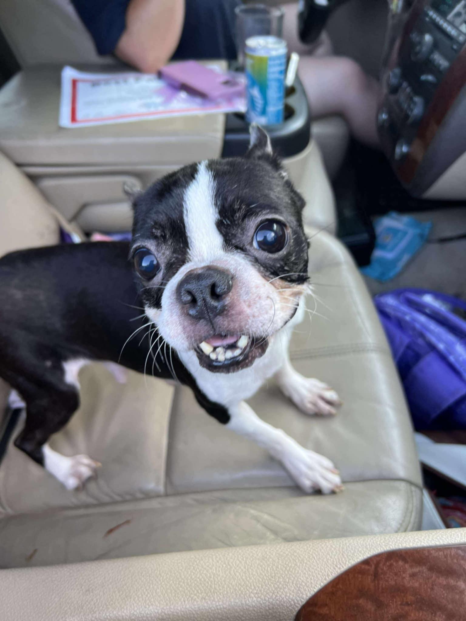 Honey (Lauren-Fostered in TN)