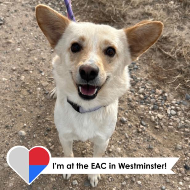 Egg Nog, Adoptable, Adult Male Mixed Breed.