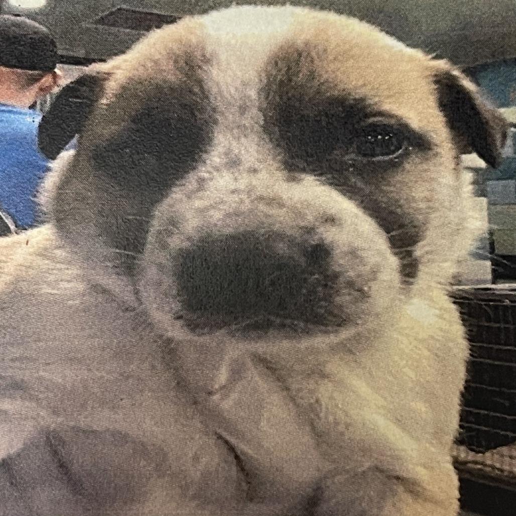 Eric, a Adoptable mixed breed in San Jacinto, CA image 1/6