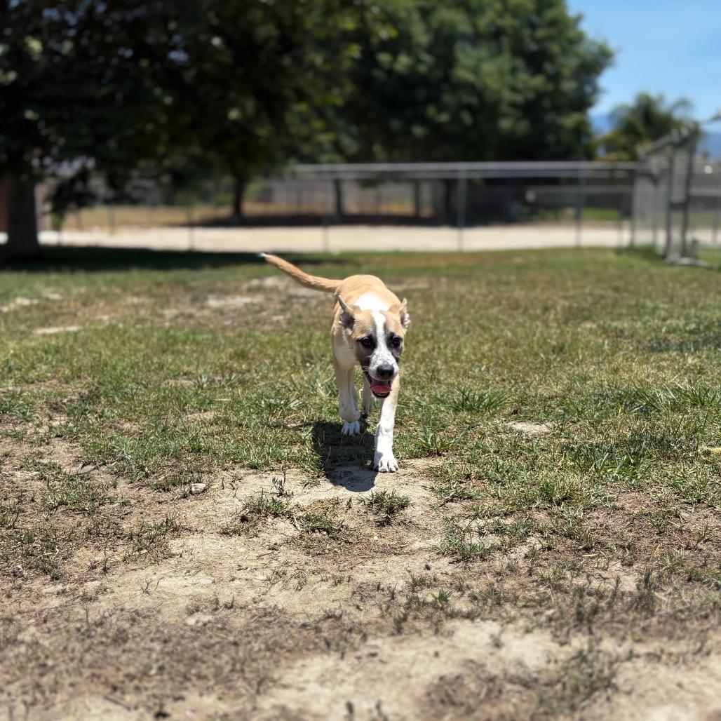 Eric, a Adoptable mixed breed in San Jacinto, CA image 3/6