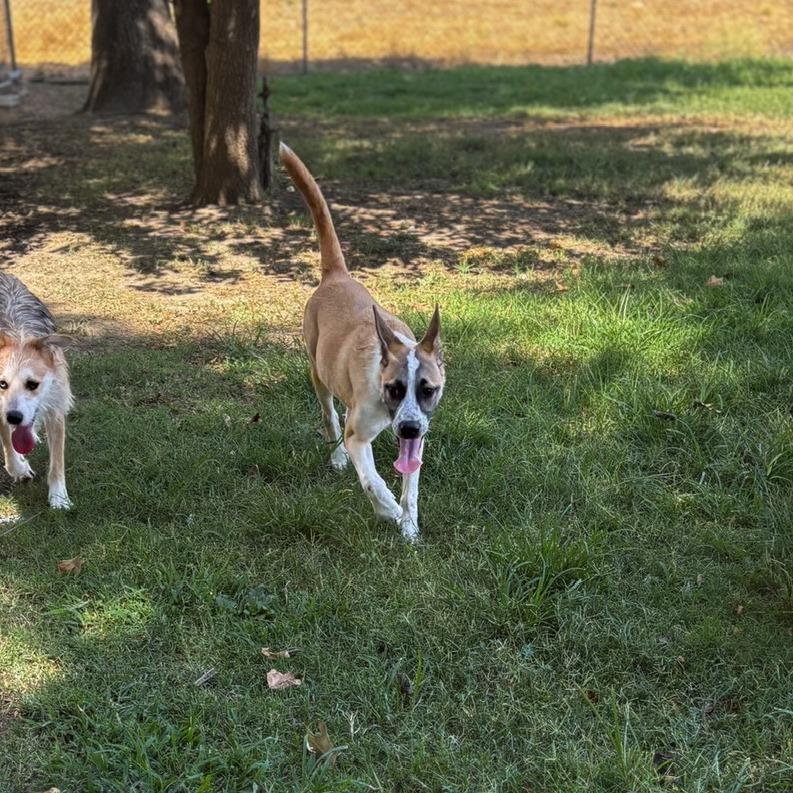 Eric, a Adoptable mixed breed in San Jacinto, CA image 6/6