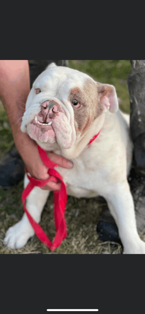 Ludwig , Adopted, Adult Male English Bulldog.