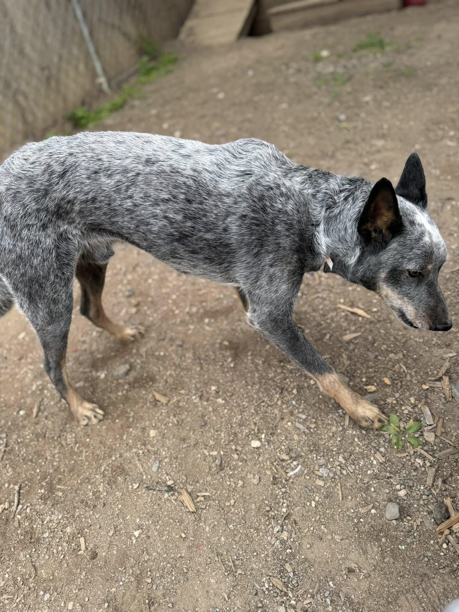 Bleu, Adoptable, Young Male Australian Cattle Dog / Blue Heeler.
