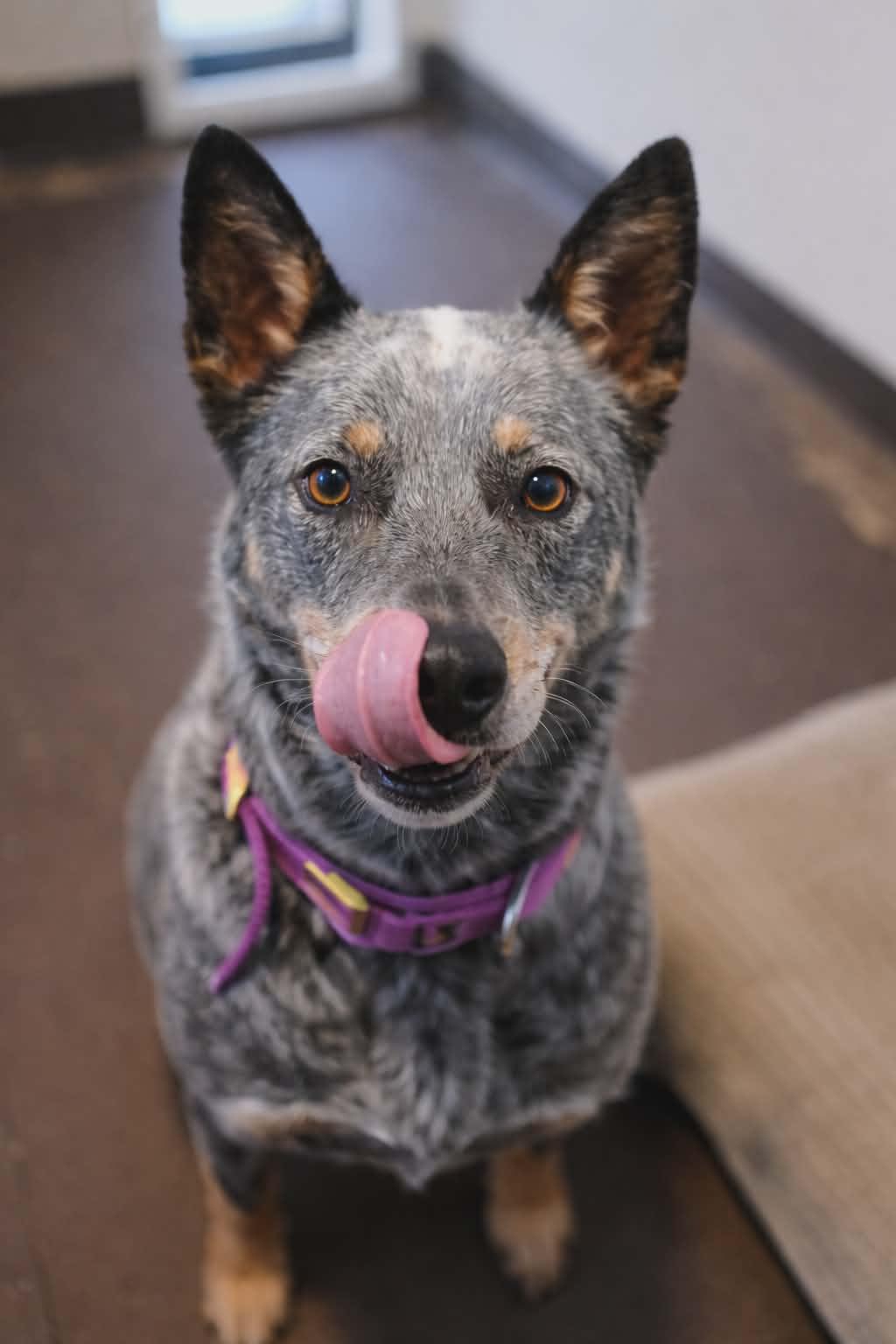 Enlarge Bleu, a Adoptable Australian Cattle Dog / Blue Heeler in Heuvelton, NY image 3/5