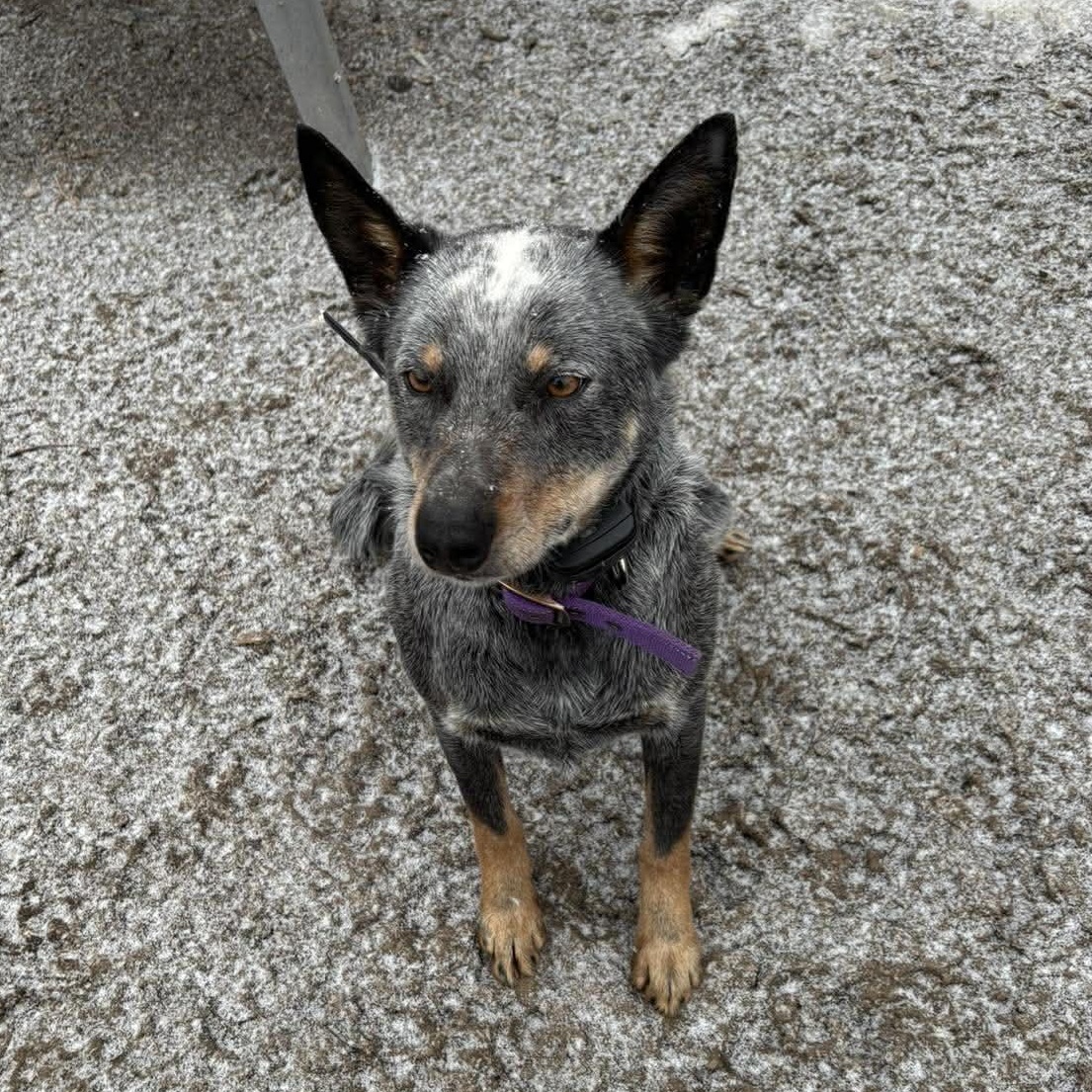 Enlarge Bleu, a Adoptable Australian Cattle Dog / Blue Heeler in Heuvelton, NY image 5/5