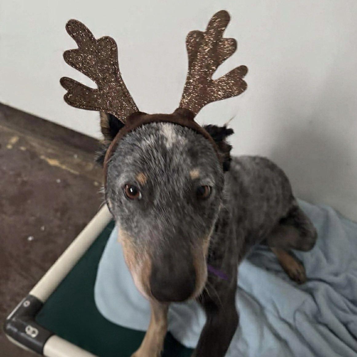 Bleu, a Adoptable mixed breed in Heuvelton, NY image 1/5