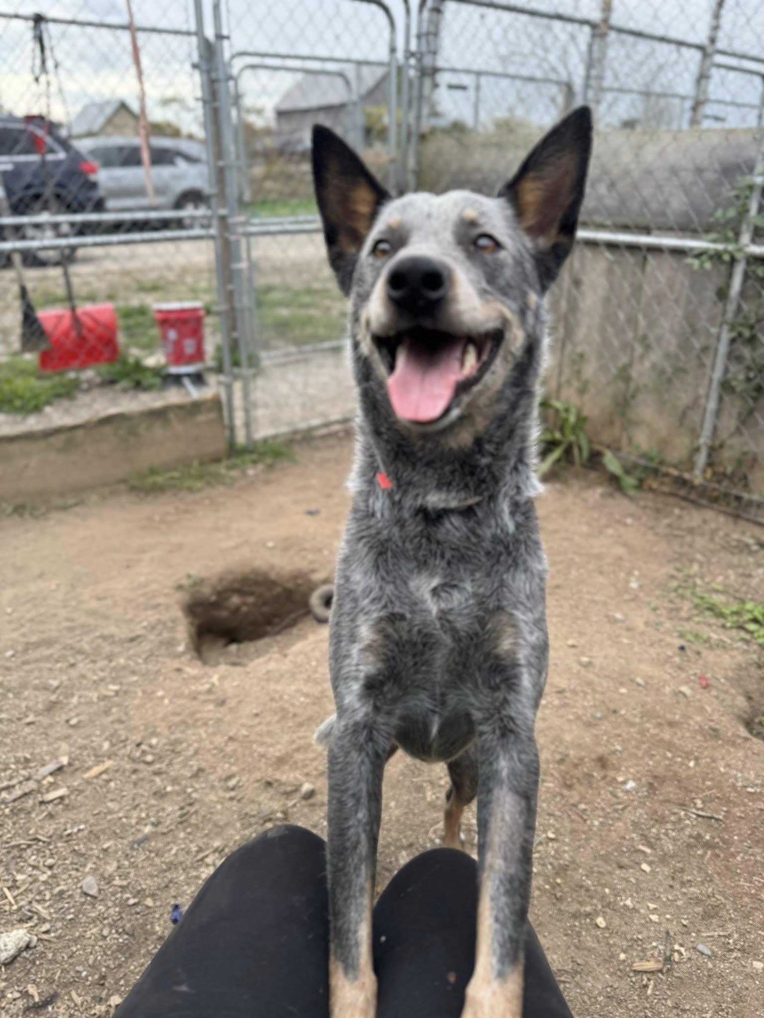Bleu, a Adoptable Australian Cattle Dog / Blue Heeler in Heuvelton, NY image 2/4