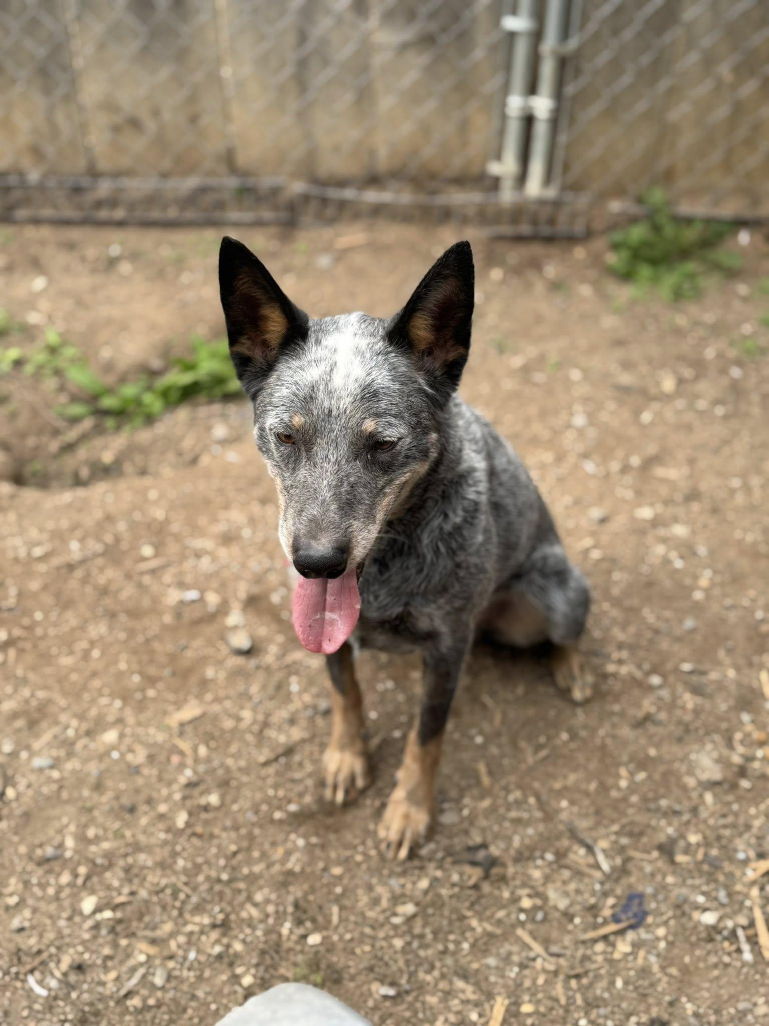 Bleu, a Adoptable Australian Cattle Dog / Blue Heeler in Heuvelton, NY image 3/4
