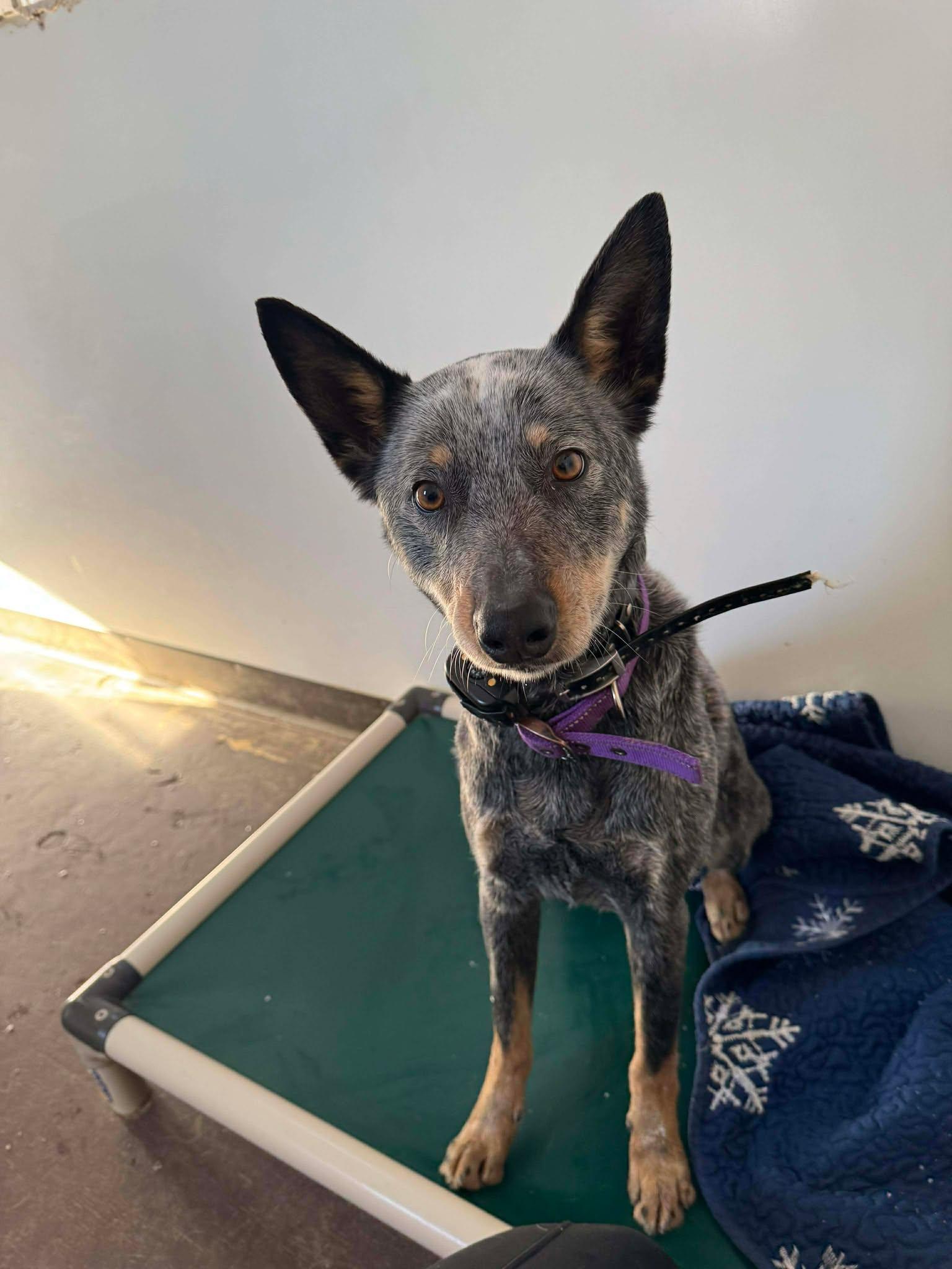 Enlarge Bleu, a Adoptable Australian Cattle Dog / Blue Heeler in Heuvelton, NY image 4/5