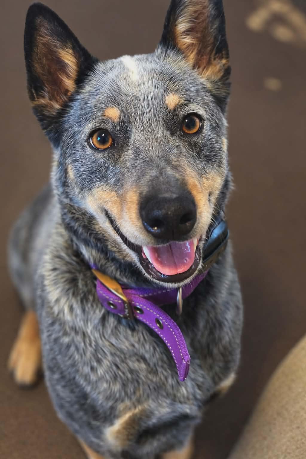 Bleu, Adoptable, Young Male Australian Cattle Dog / Blue Heeler.