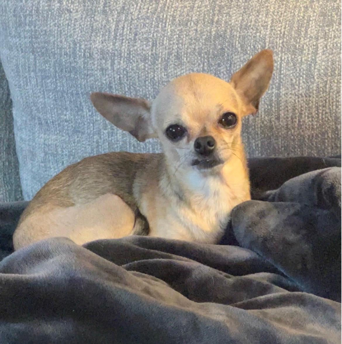 Enlarge Linda, a ADOPTABLE Chihuahua in Plano, TX image 1/1