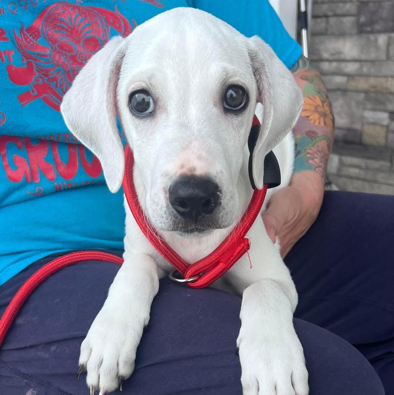 Everest, ADOPTABLE, Puppy Male Shepherd.