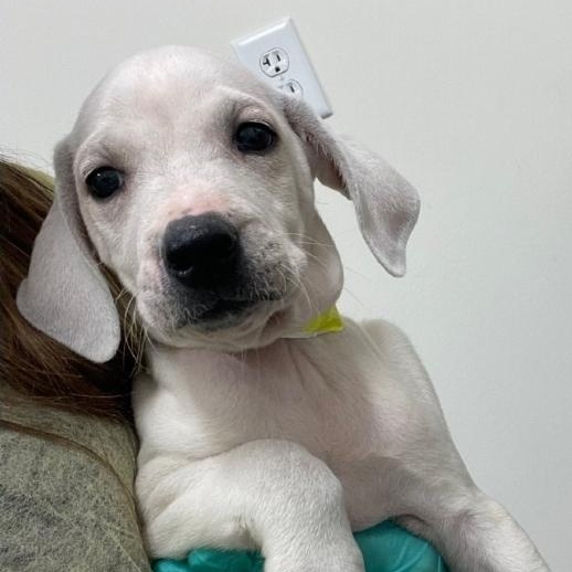 Everest, ADOPTABLE, Puppy Male Shepherd.