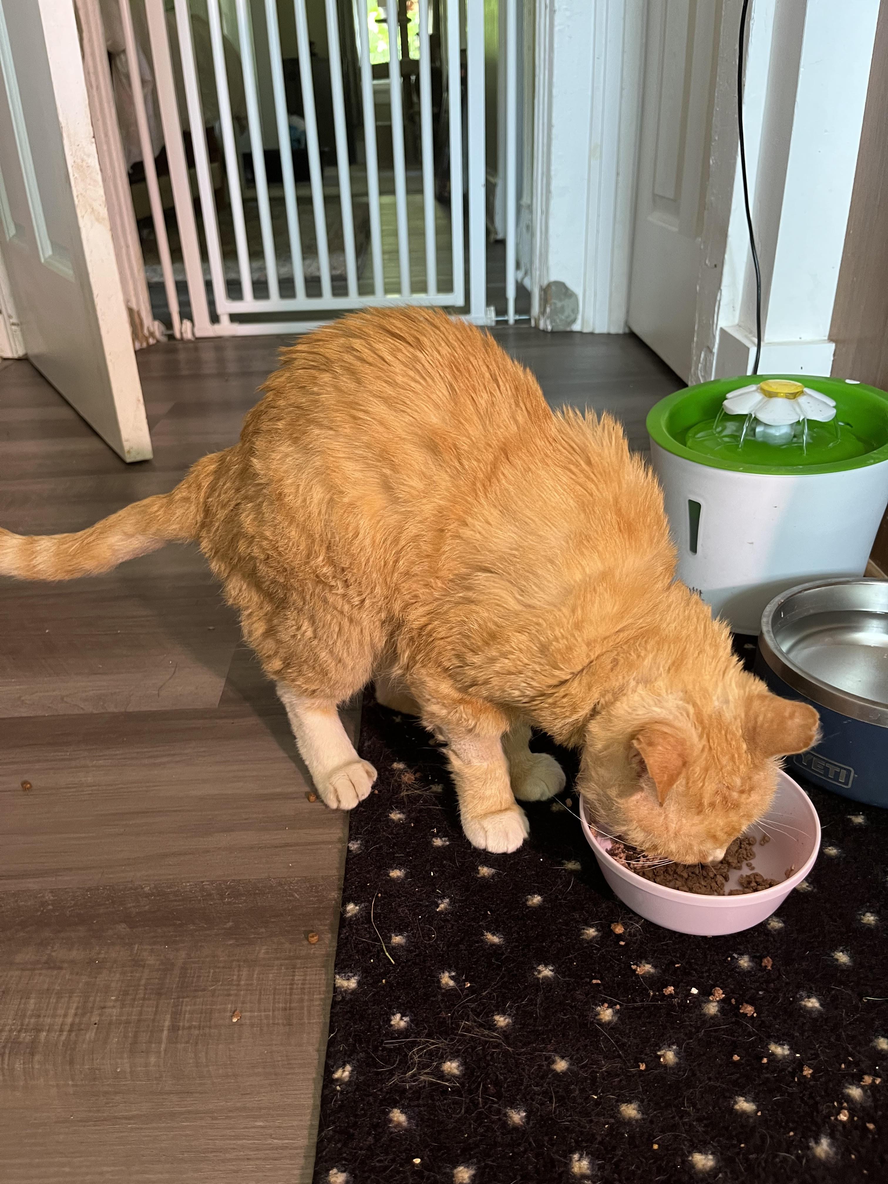 Monkey Joe *Courtesy Post*