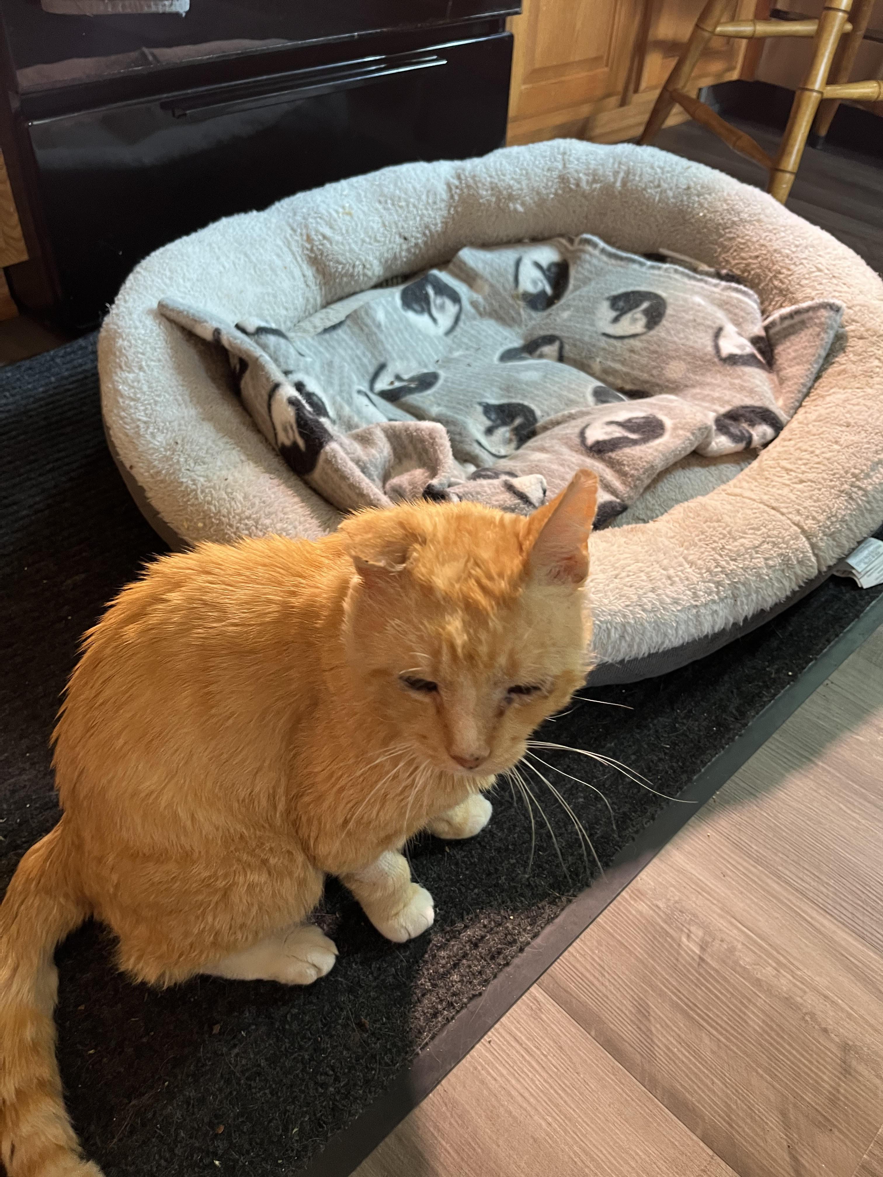 Monkey Joe *Courtesy Post*, a Adoptable Domestic Short Hair in Kenosha, WI image 2/3