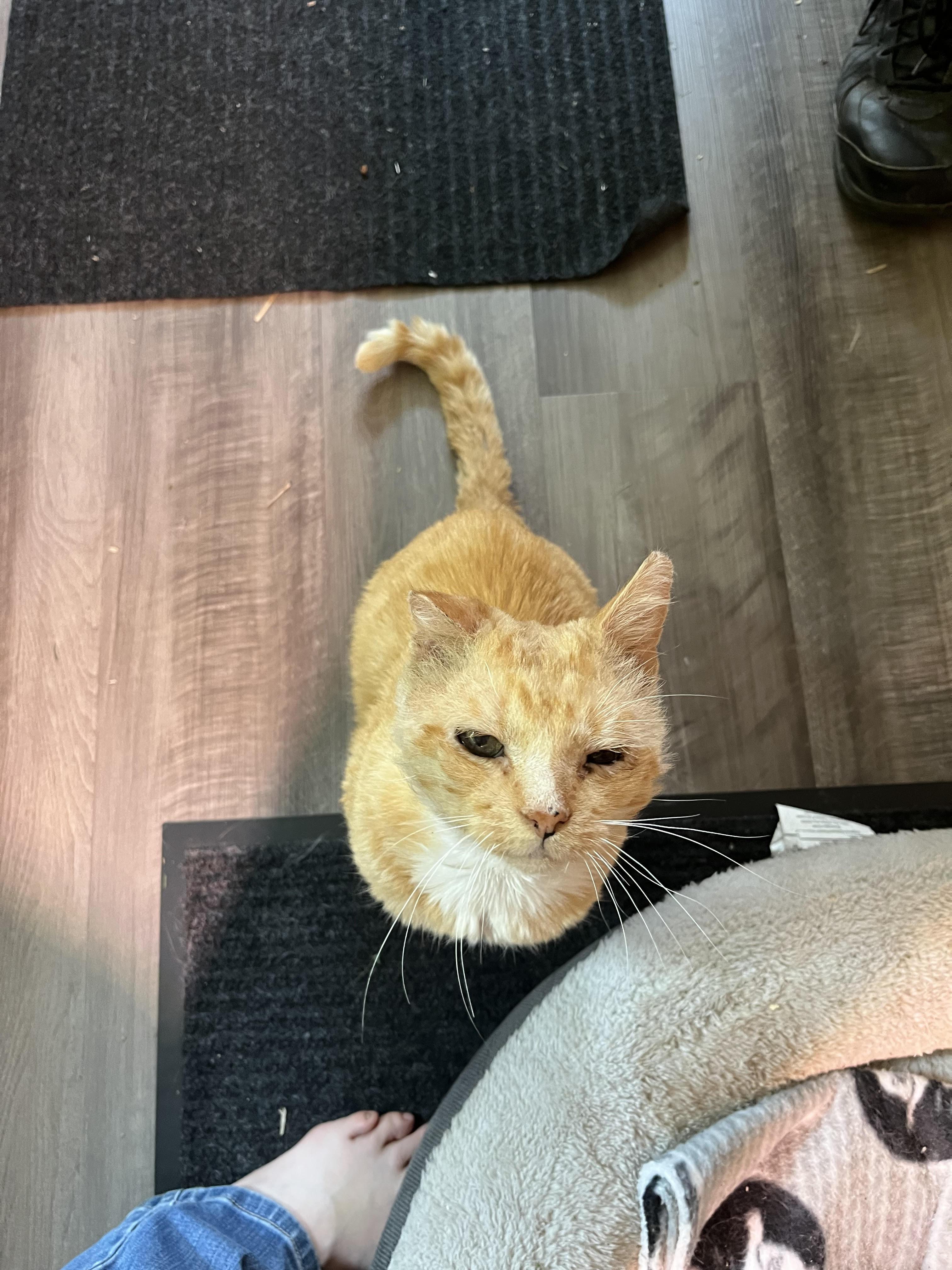 Monkey Joe *Courtesy Post*, Adoptable, Adult Male Domestic Short Hair.