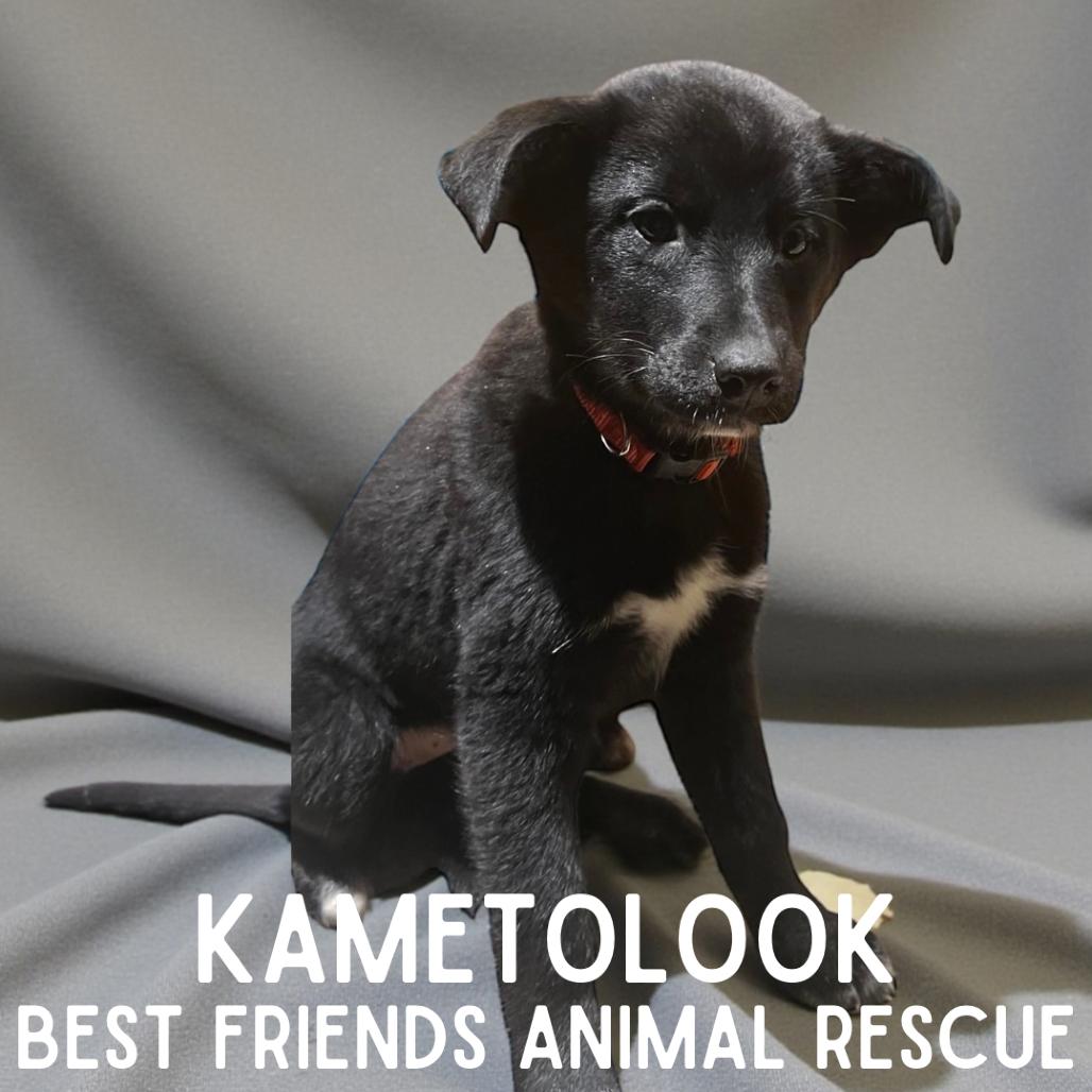 Kametolook, Adoptable, Puppy Female Husky.