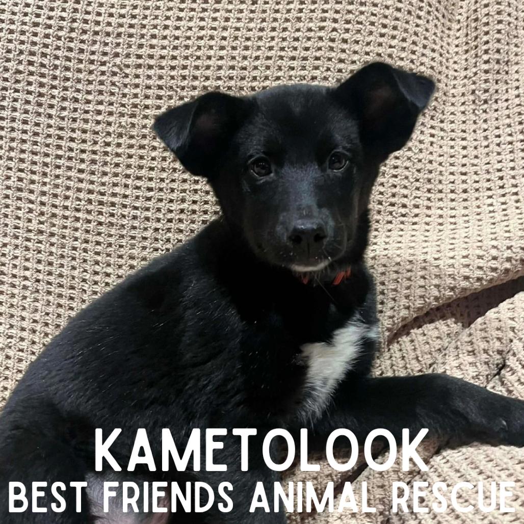 Enlarge Kametolook, a Adoptable Husky in Wasilla, AK image 2/3