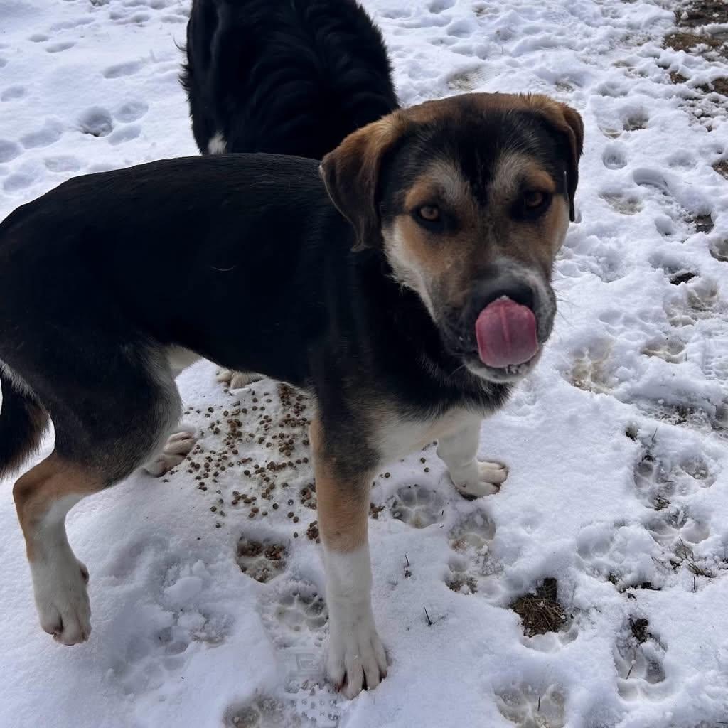 Enlarge Grumpy, a Adoptable mixed breed in Edmonton, AB image 2/3