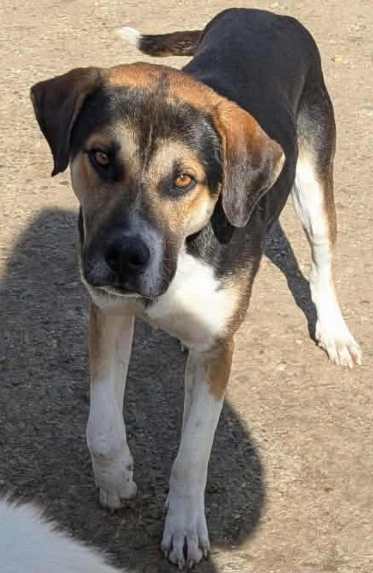 Enlarge Grumpy, a Adoptable mixed breed in Edmonton, AB image 1/3