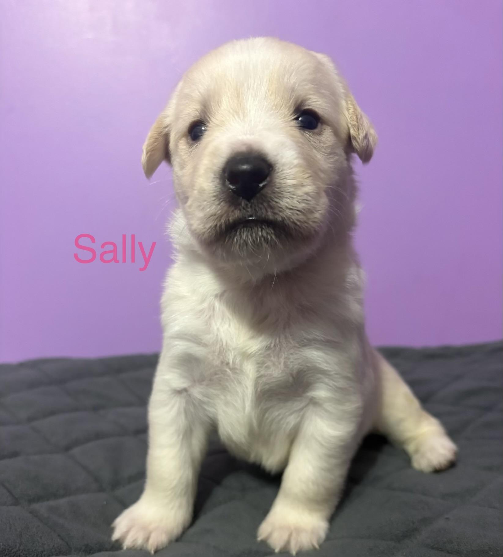 Sally (available soon)