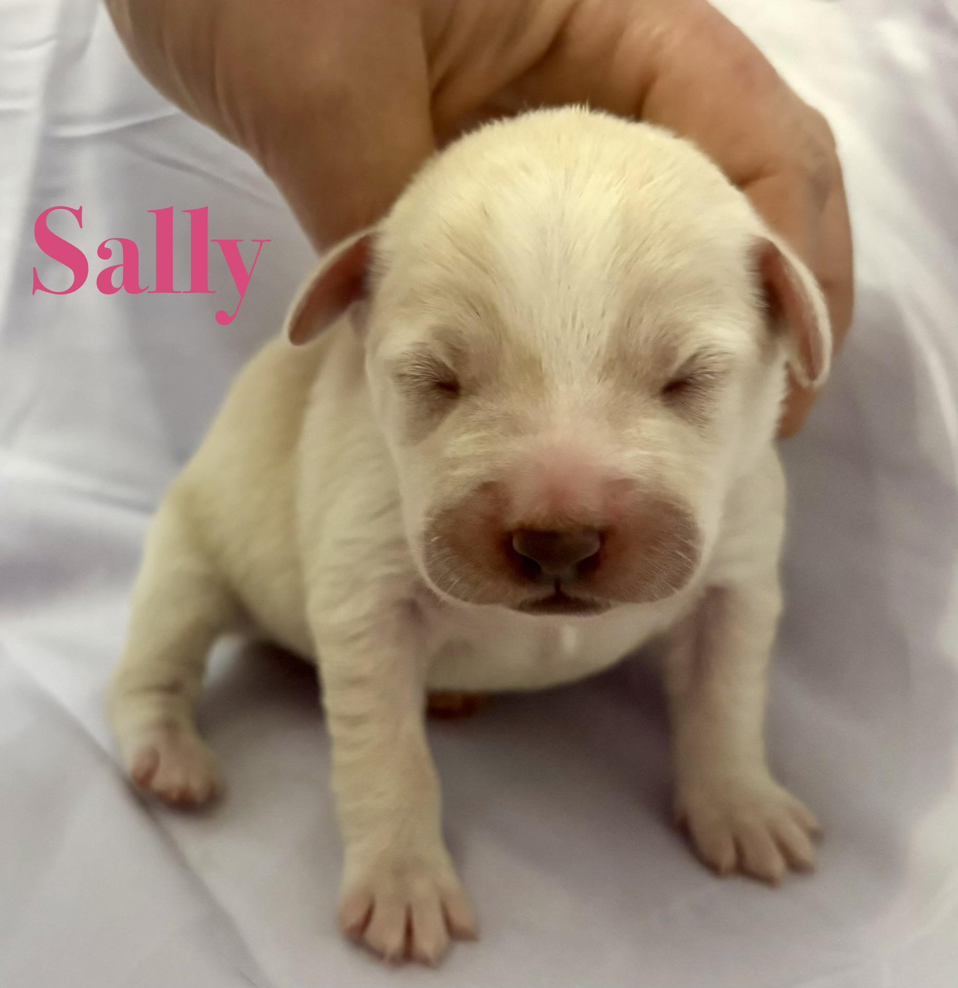 Sally (available soon)