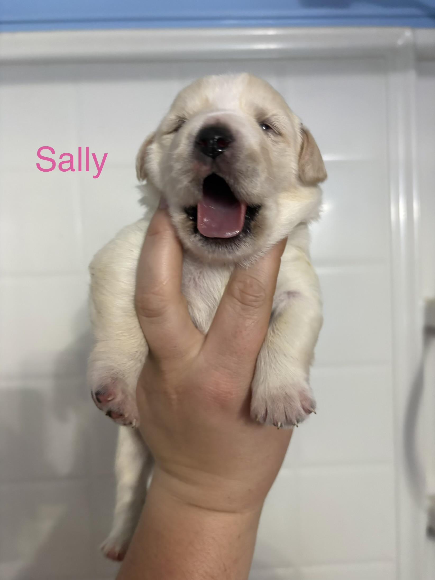 Sally (available soon)