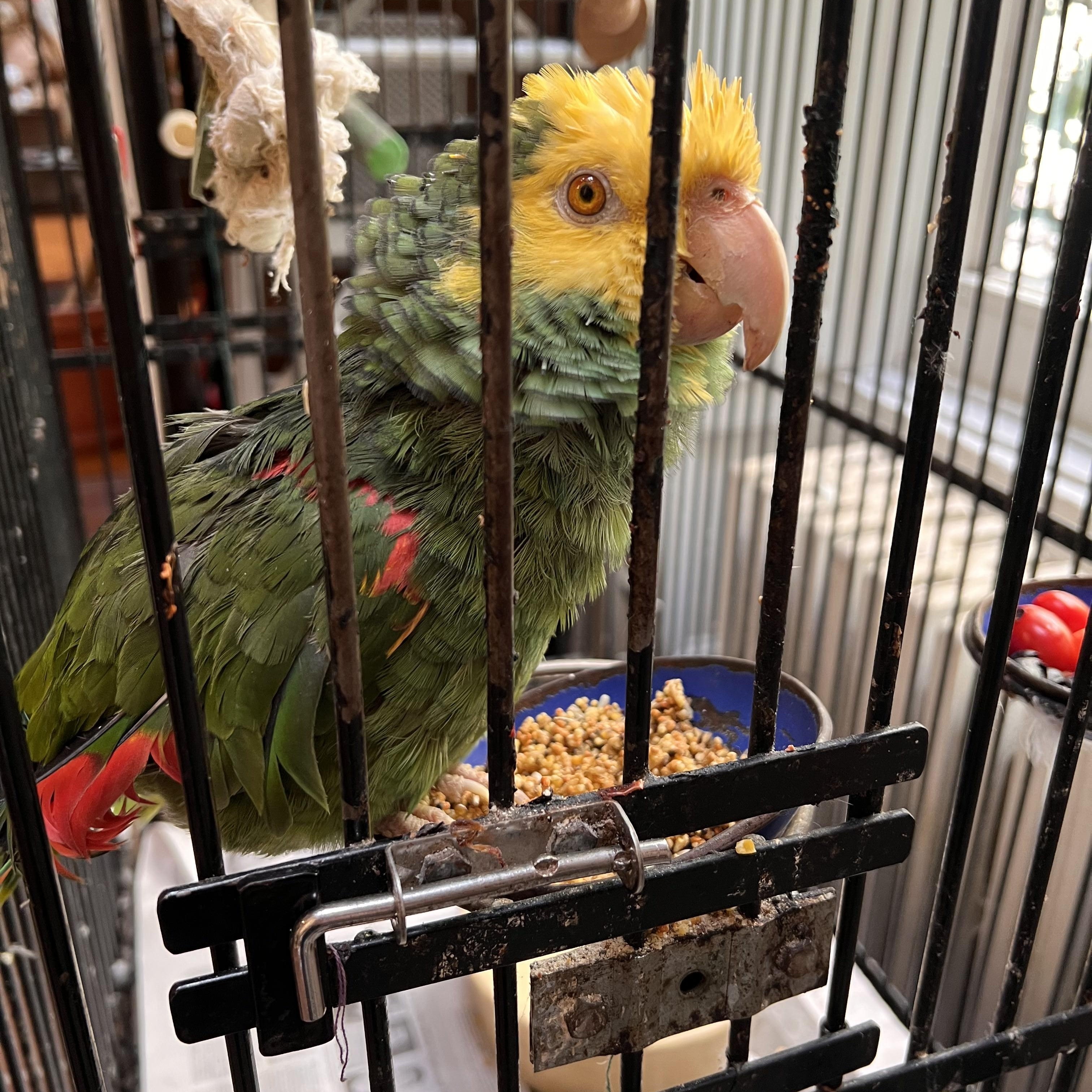 Enlarge Pliers, a Adoptable Amazon in North Babylon, NY image 1/1
