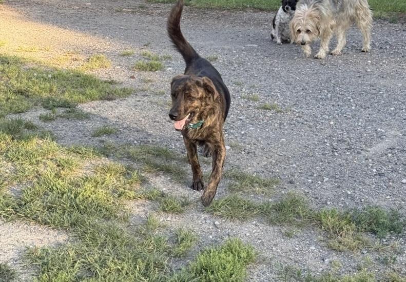 SAVOS, a ADOPTABLE mixed breed in Dubois, WY image 4/5
