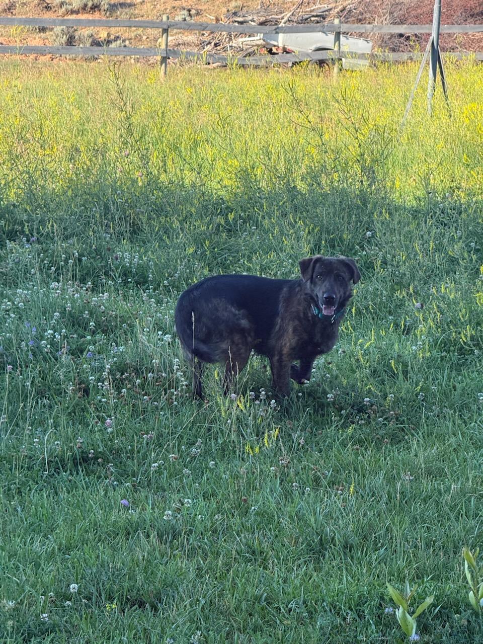 SAVOS, a ADOPTABLE mixed breed in Dubois, WY image 5/5
