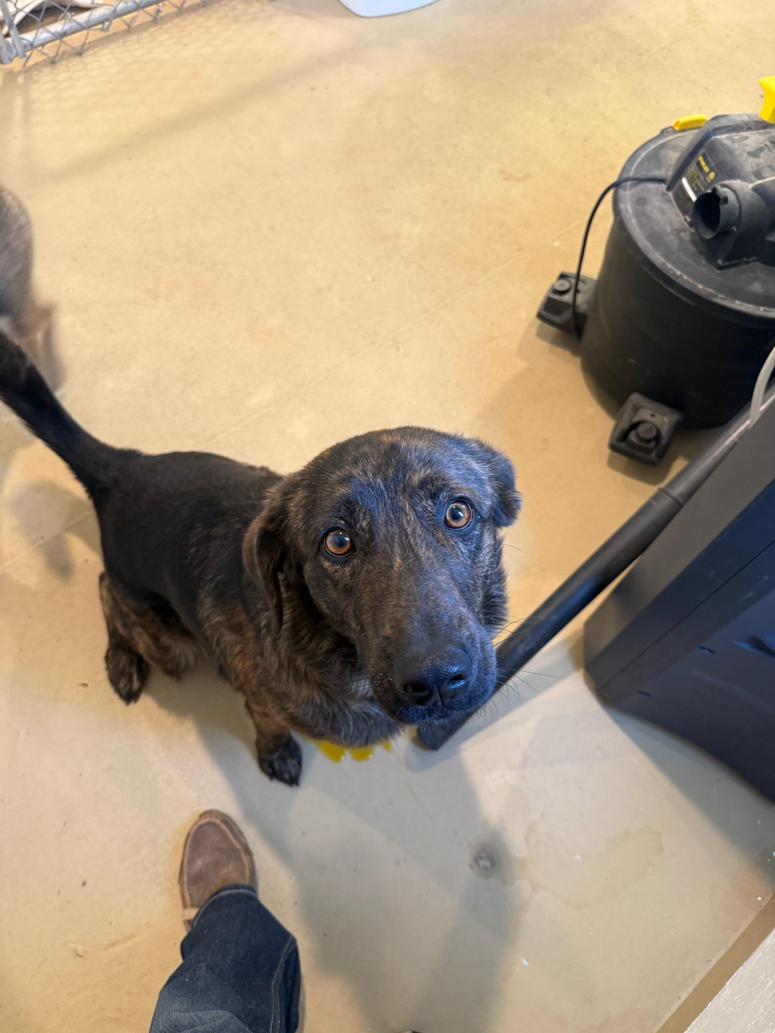 SAVOS, a ADOPTABLE mixed breed in Dubois, WY image 3/5