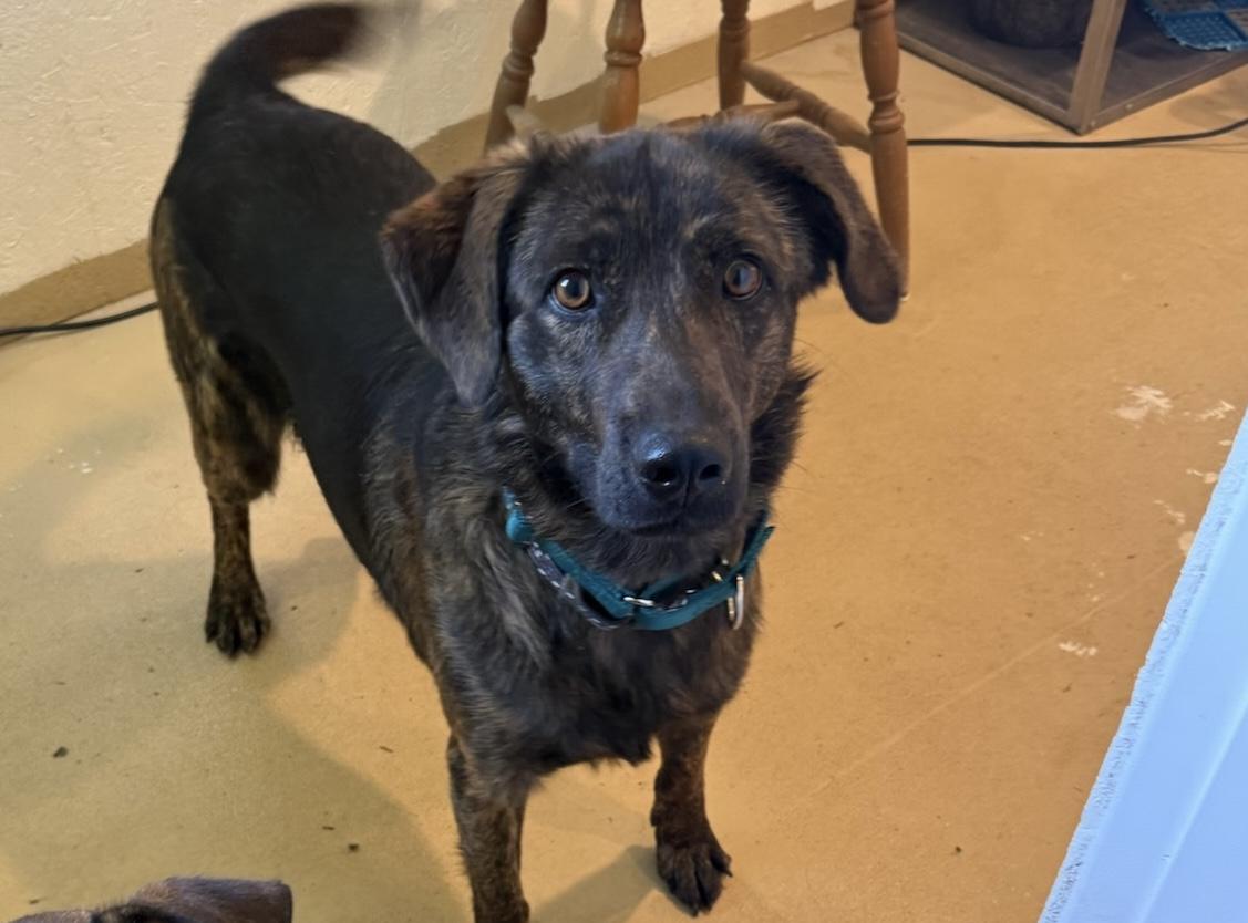 SAVOS, a ADOPTABLE mixed breed in Dubois, WY image 2/5